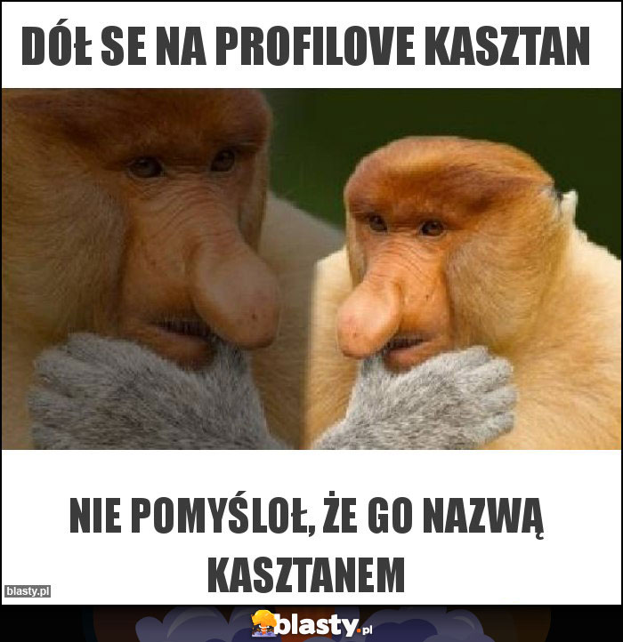 Dół se na profilove KASZTAN