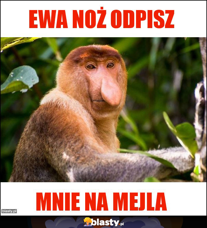 EWA NOŻ ODPISZ