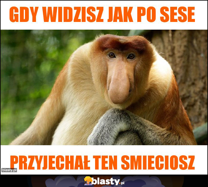 Gdy widzisz jak po sese