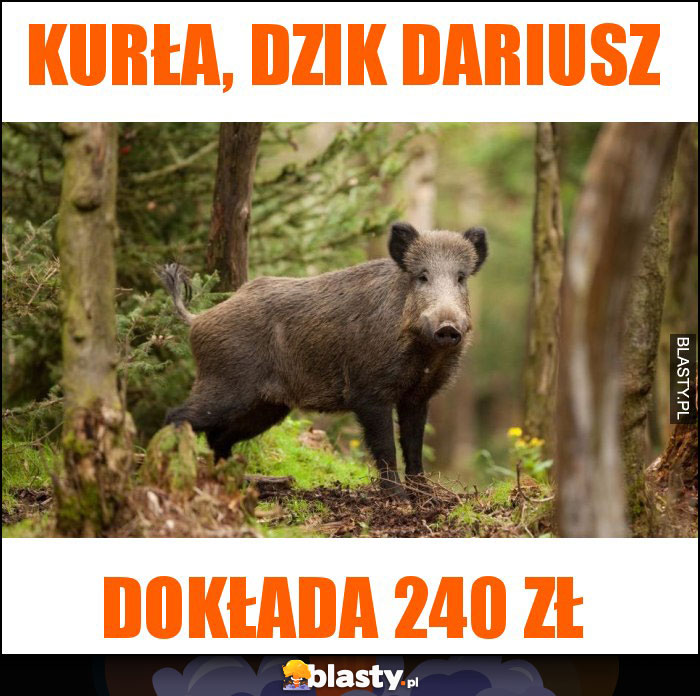 kurła, dzik dariusz