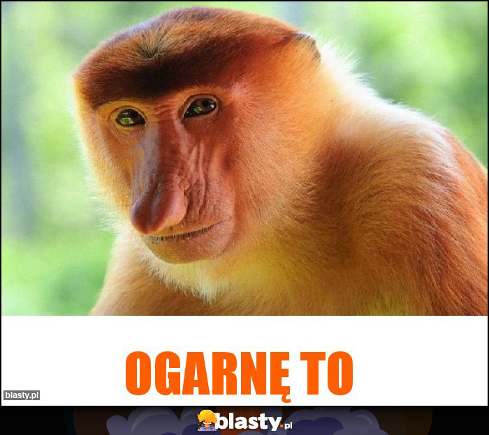 Ogarnę to