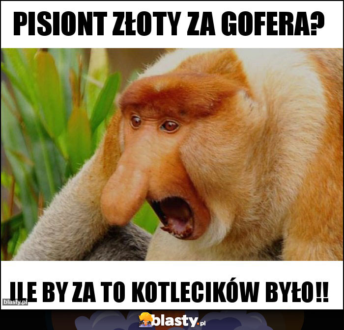 Pisiont złoty za gofera?