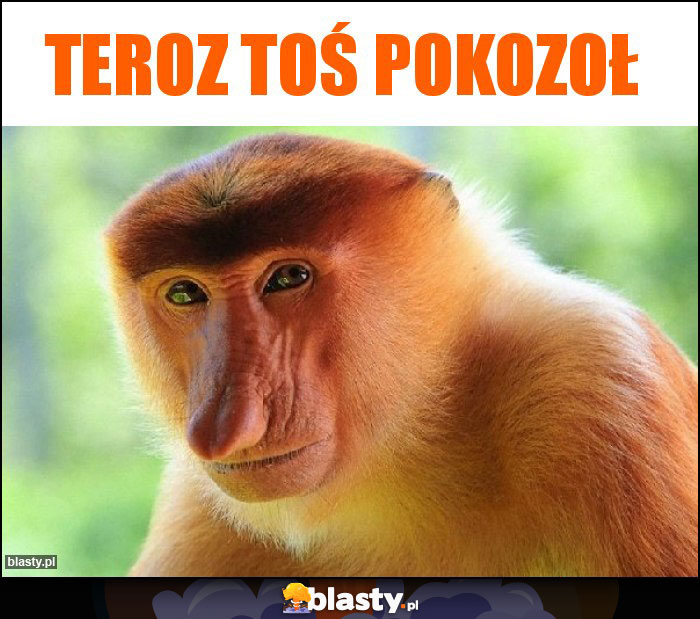 TEROZ TOŚ POKOZOŁ