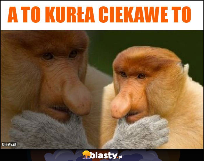 a to kurŁa ciekawe to