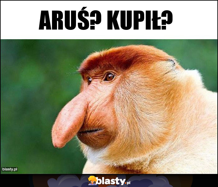 Aruś? KUPIŁ?