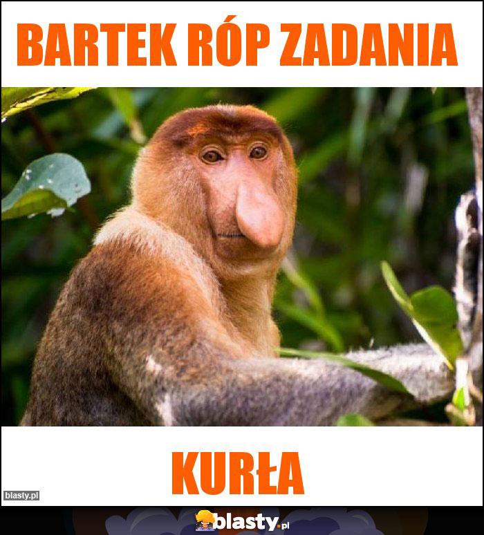 Bartek róp zadania