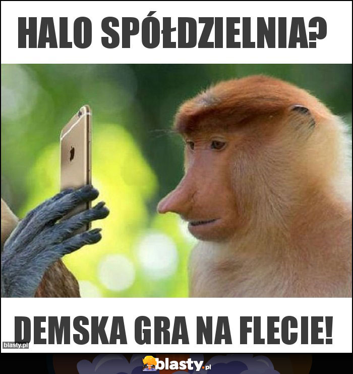 Halo spółdzielnia?