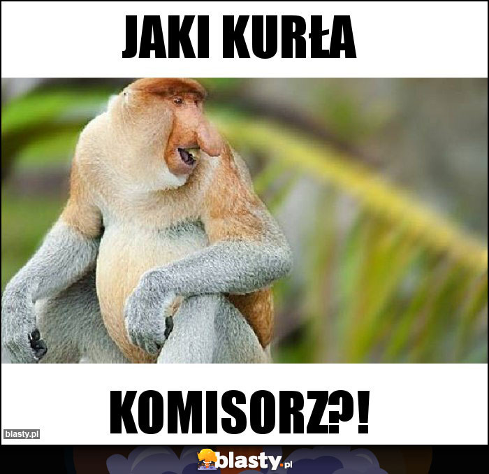 Jaki kurła