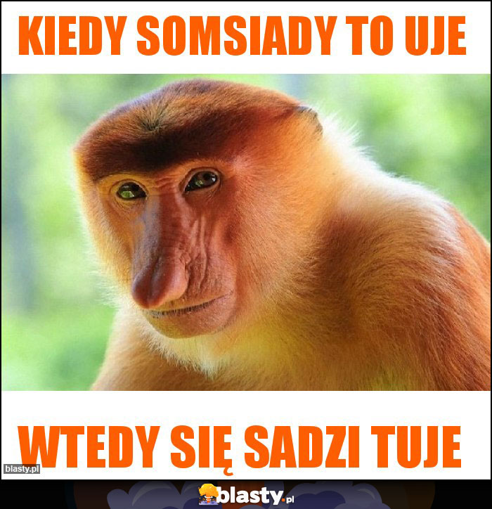 Kiedy somsiady to uje