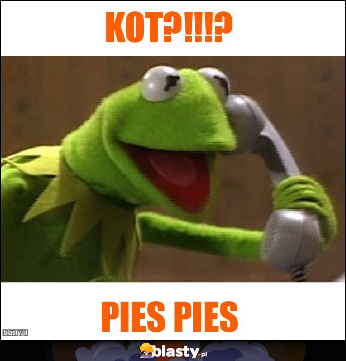 kot?!!!?