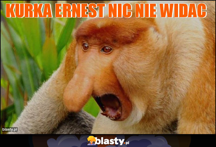 Kurka Ernest nic nie widac