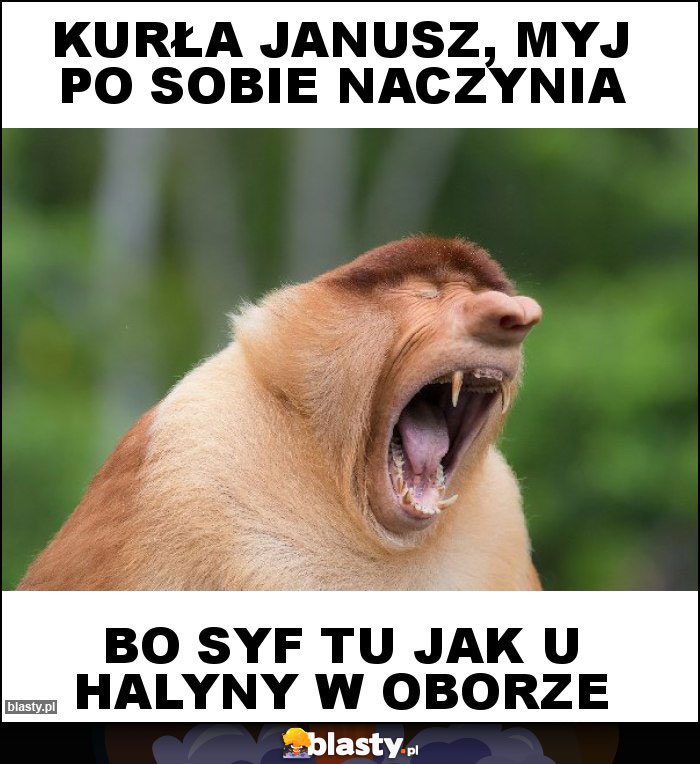 Kurła janusz, myj po sobie naczynia