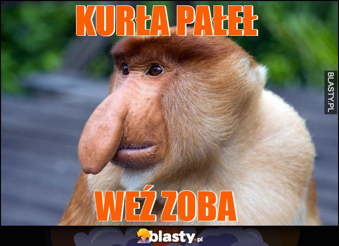 Kurła Pałeł