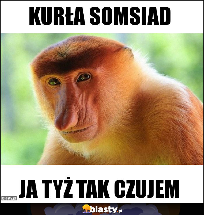 Kurła SOMSIAD