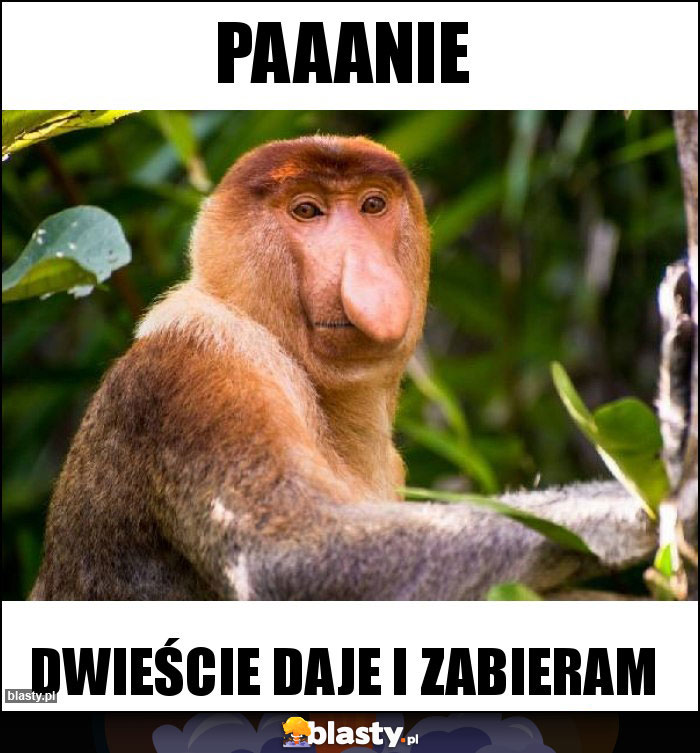 Paaanie