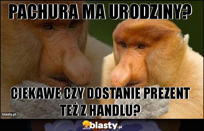 PACHURA MA URODZINY?