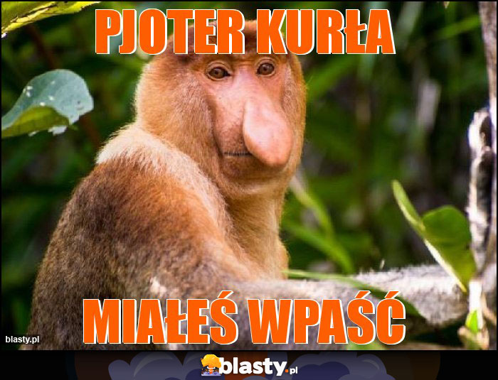 PJOTER KURŁA