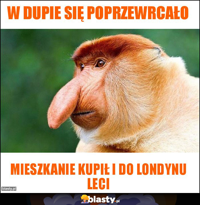 W dupie się poprzewrcało