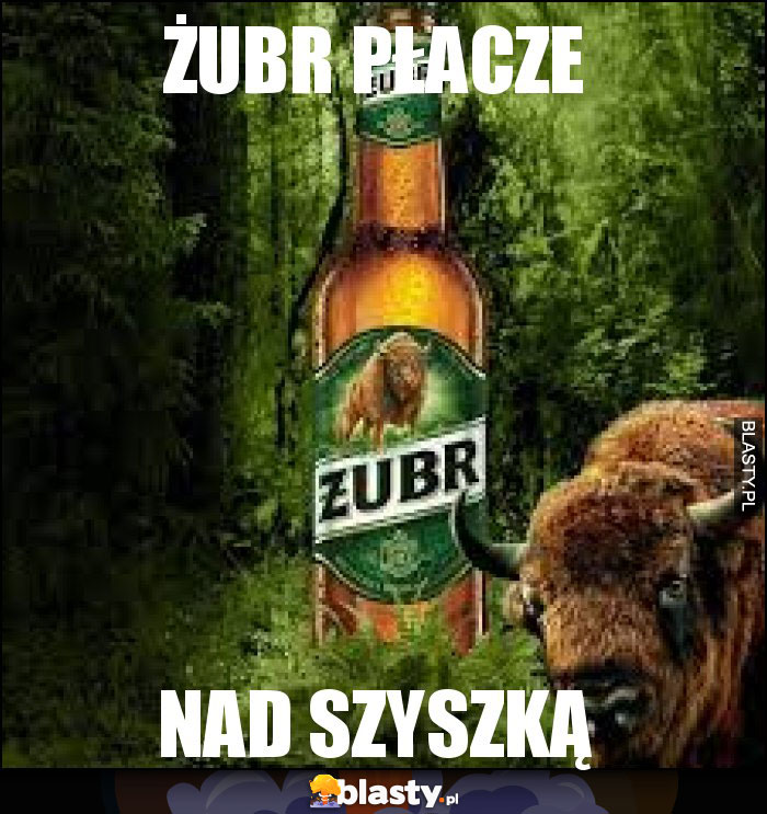 Żubr płacze