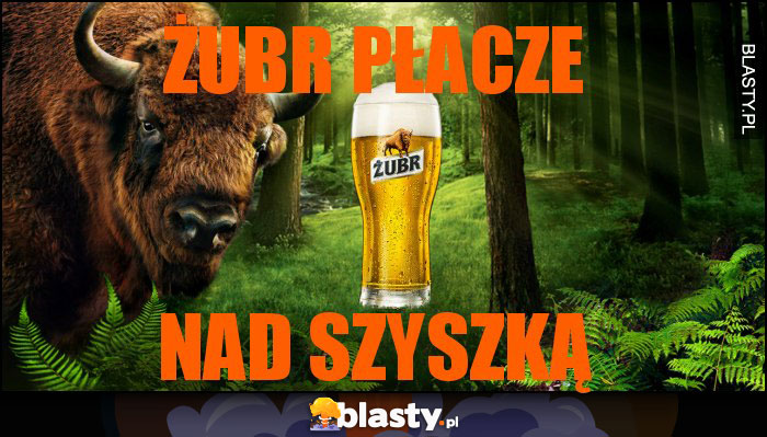 Żubr płacze