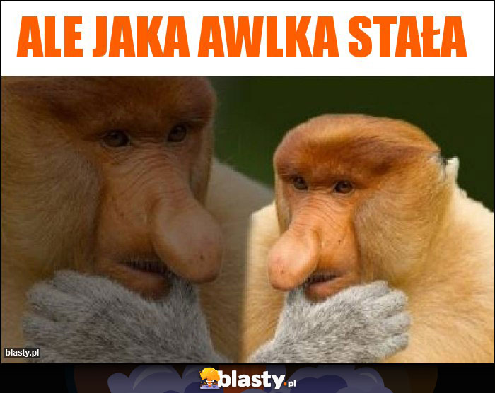 Ale jaka awlka stała