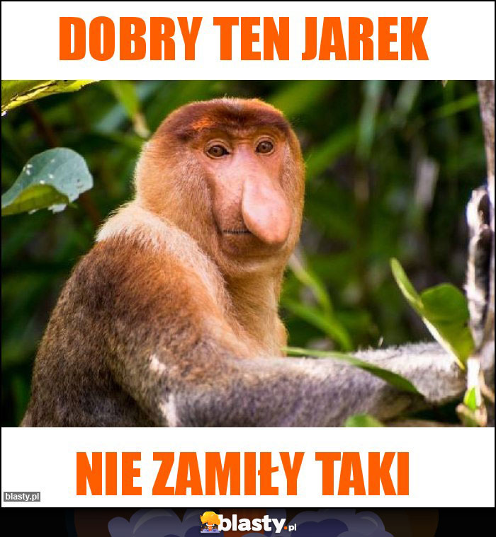 Dobry ten Jarek