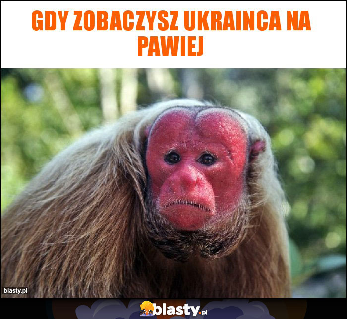 Gdy zobaczysz ukrainca na Pawiej