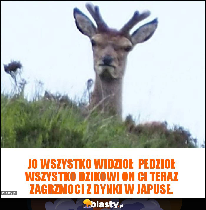 Jo wszystko widzioł  pedzioł wszystko dzikowi on ci teraz zagrzmoci z dynki w japuse.