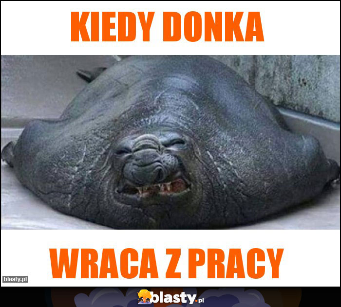 Kiedy Donka