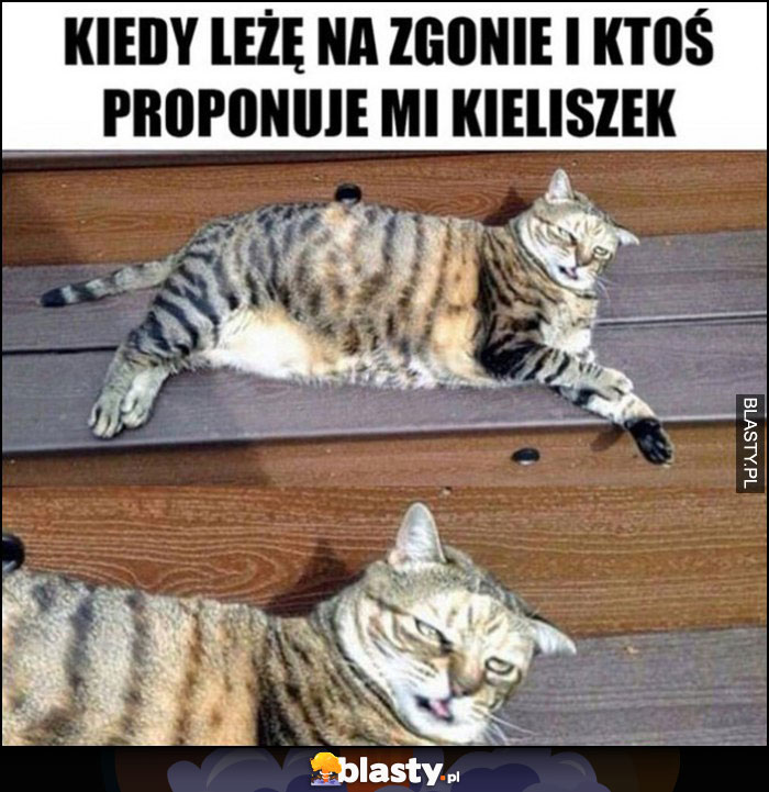 Kiedy leżę na zgonie i ktoś proponuje mi kieliszek, zmęczony kot