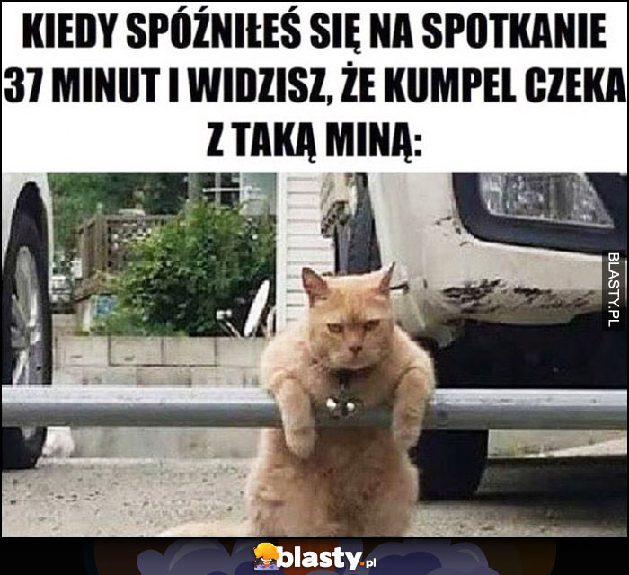 Kot kiedy spóźniłeś się na spotkanie 37 minut i widzisz, że kumpel czeka z taką miną