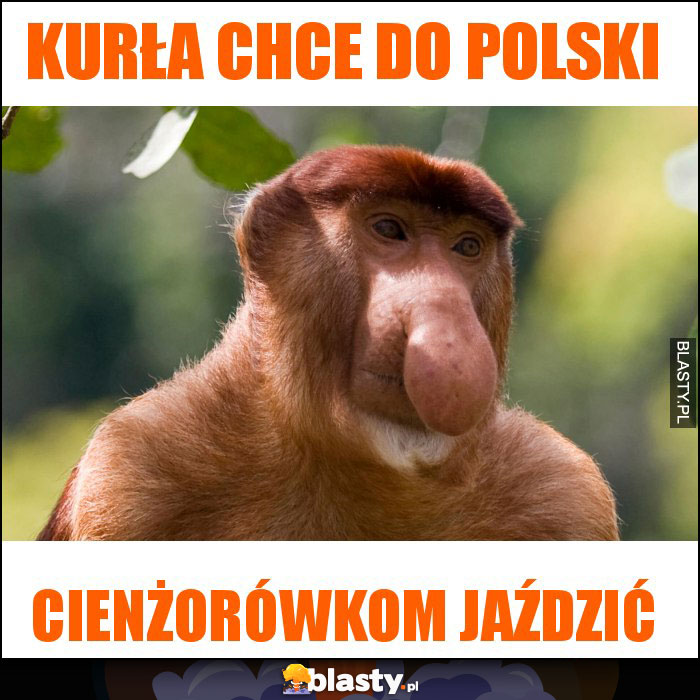 Kurła chce do polski