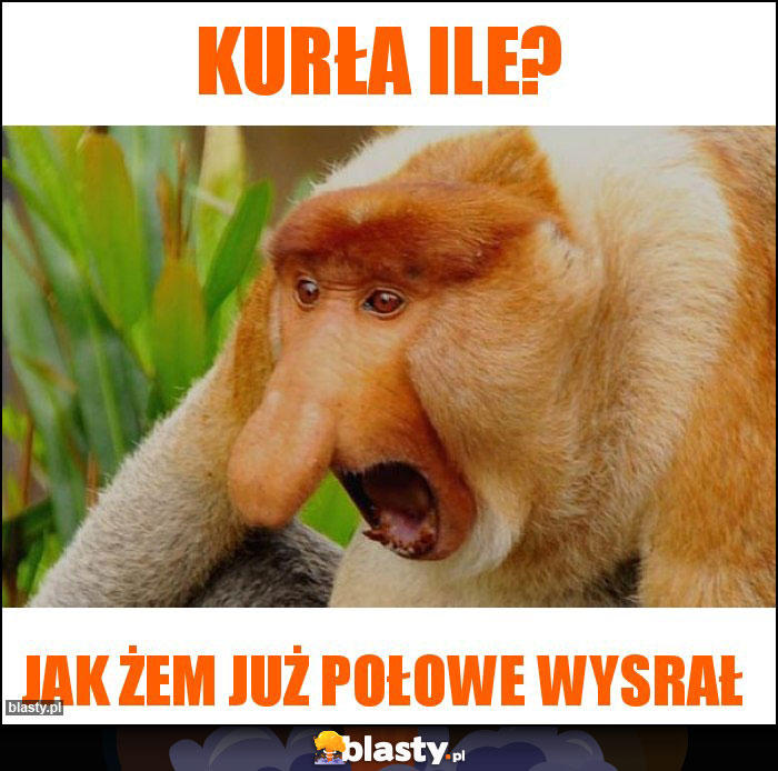 Kurła ile?