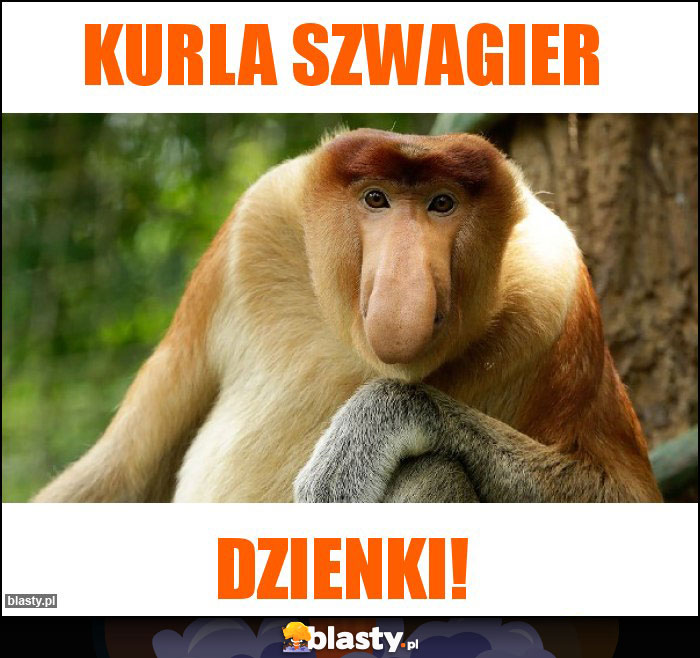 Kurla Szwagier