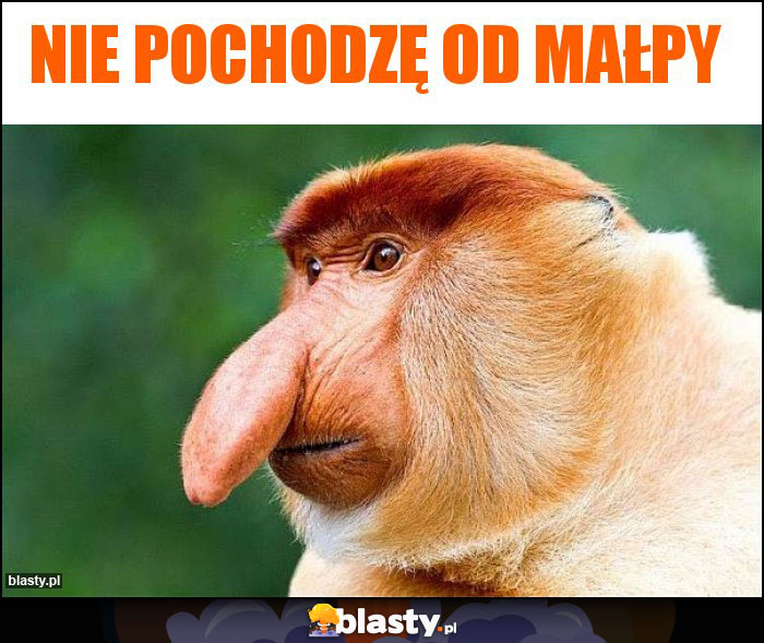 Nie pochodzę od małpy