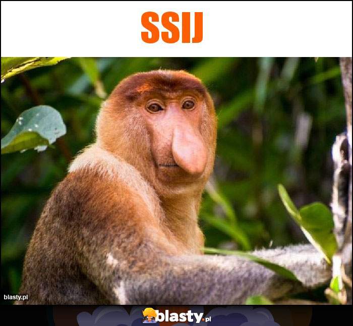 Ssij