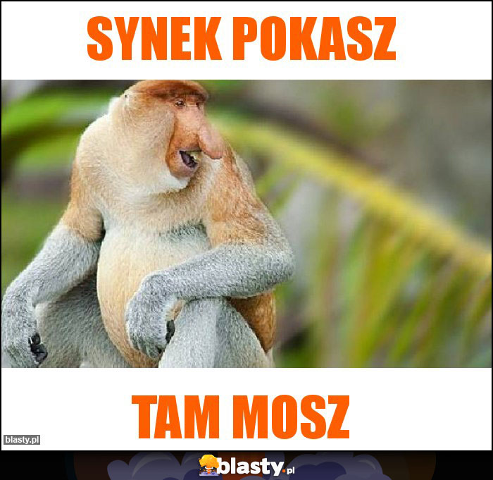 synek pokasz