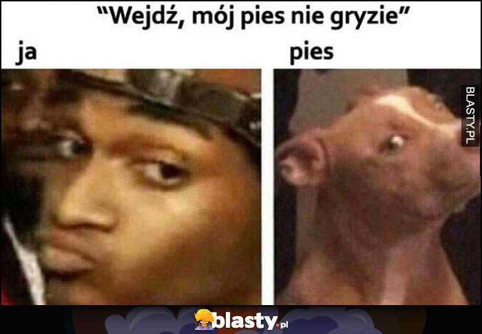 Wejdź, mój pies nie gryzie, ja obczajam patrzę na psa a pies na mnie