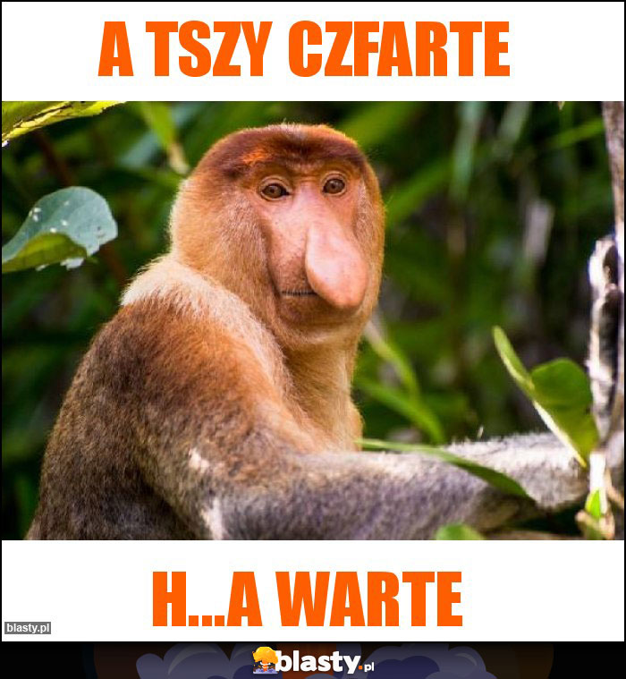 a tszy czfarte