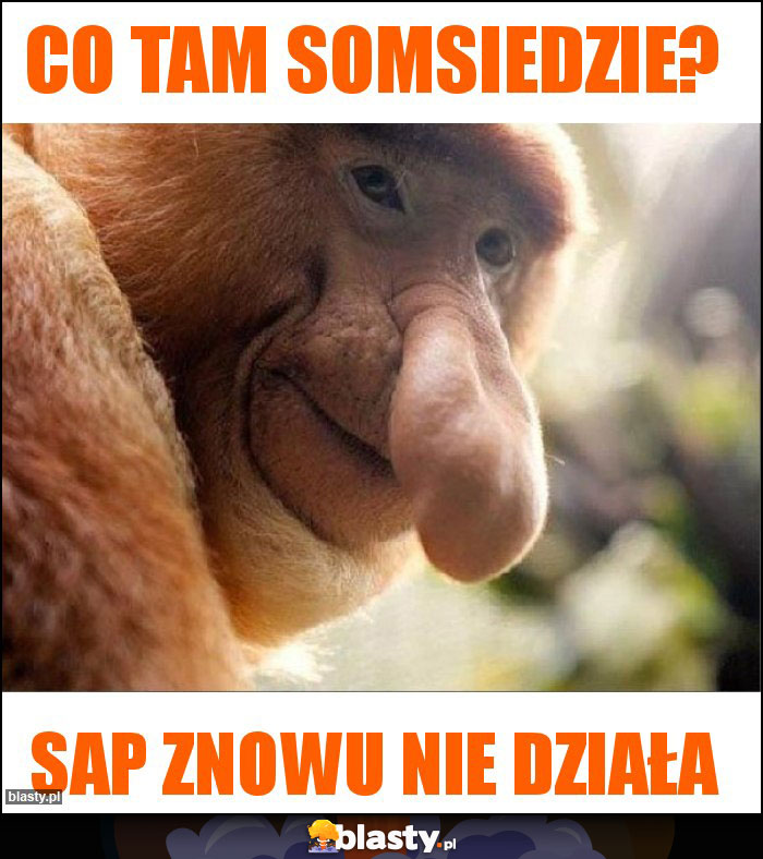 Co tam somsiedzie?