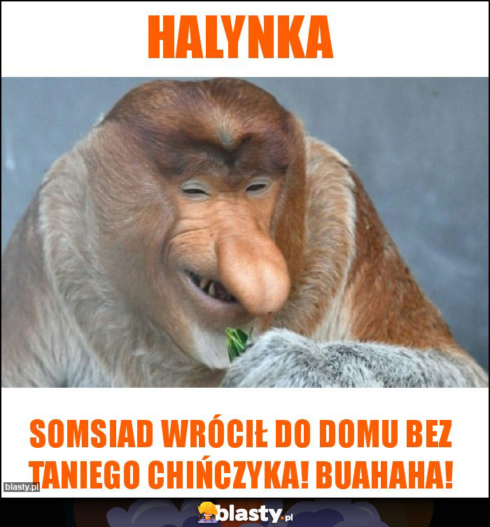 Halynka