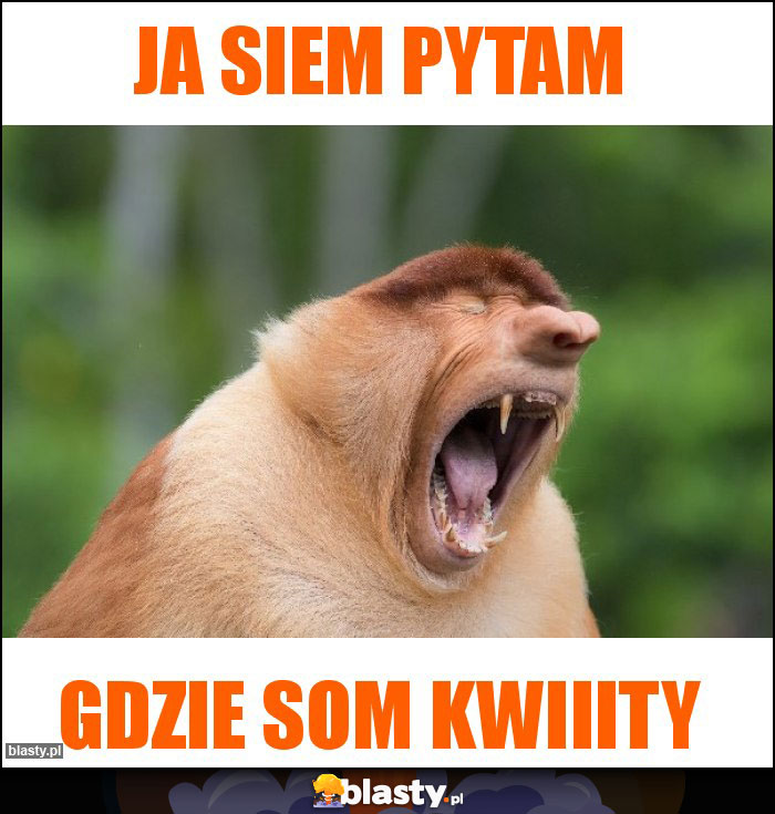 JA SIEM PYTAM