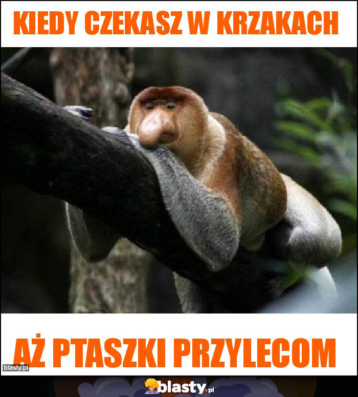 Kiedy czekasz w krzakach