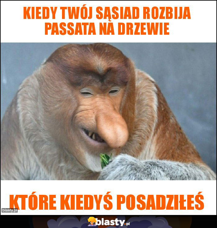 KIEDY TWÓJ SĄSIAD ROZBIJA PASSATA NA DRZEWIE