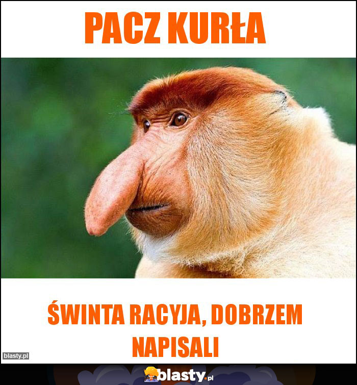 Pacz kurła