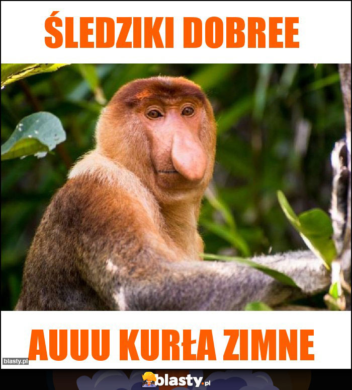 Śledziki dobree