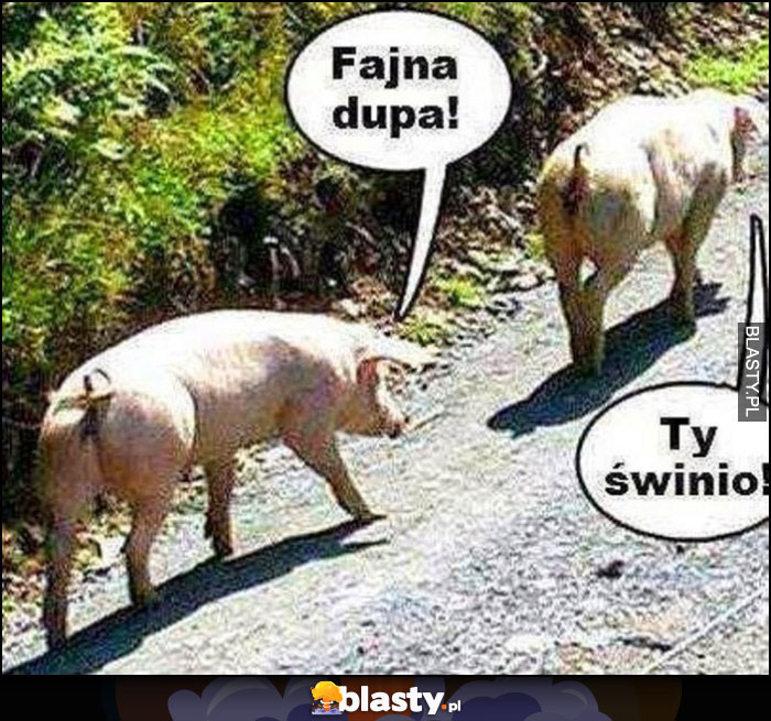 Świnie idą fajna dupa, ty świnio!