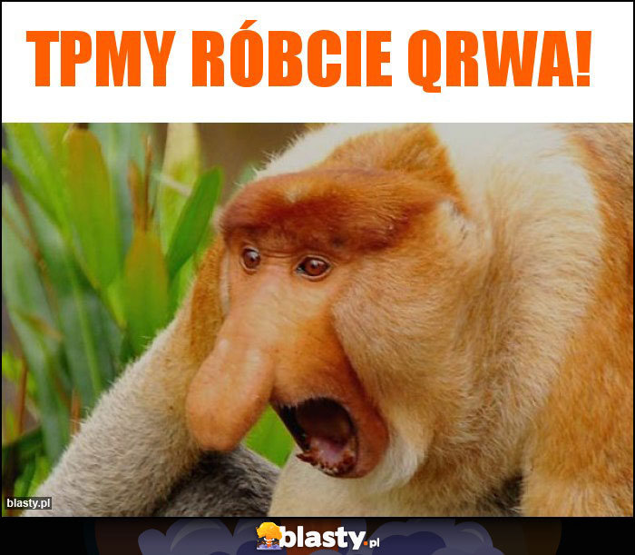 TPmy róbcie qrwa!