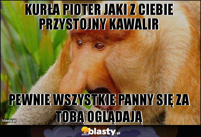 KURŁA PIOTER JAKI Z CIEBIE PRZYSTOJNY KAWALIR