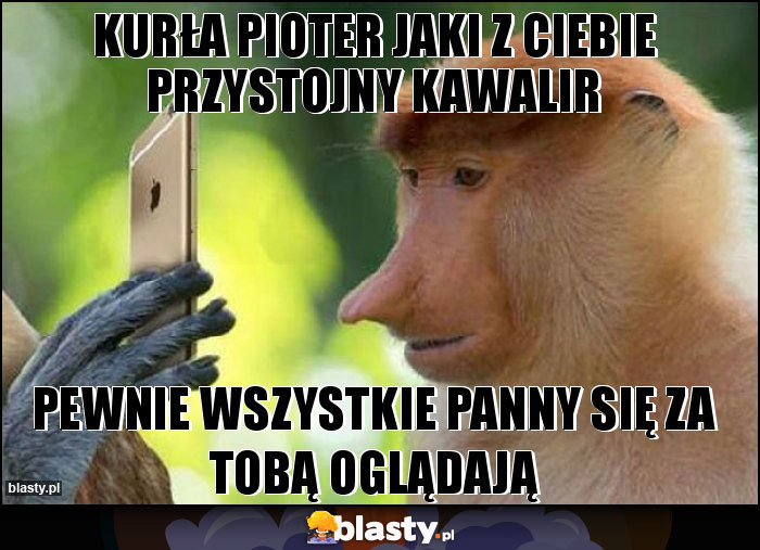 KURŁA PIOTER JAKI Z CIEBIE PRZYSTOJNY KAWALIR